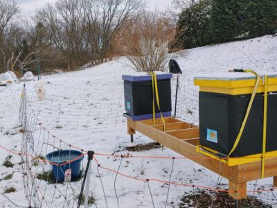 How to Get Through the First Season of Keeping Bees Image